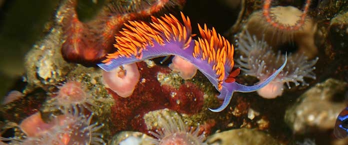 Spanish Shawl Nudibranch